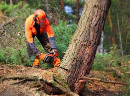 Best Tree Maintenance Programs  in Rural Hill, TN