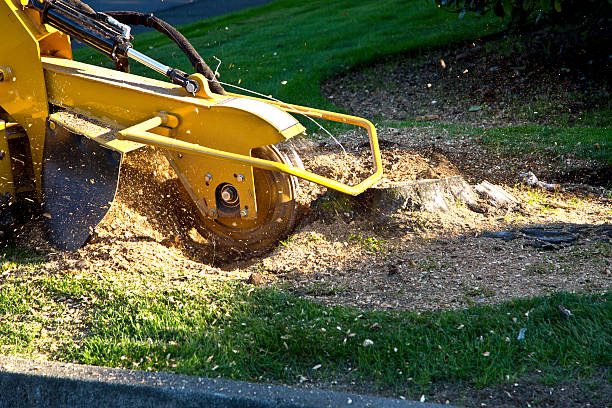 Best Root Management and Removal  in Rural Hill, TN