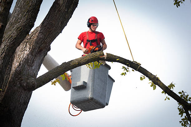 Best Arborist Consultation Services  in Rural Hill, TN
