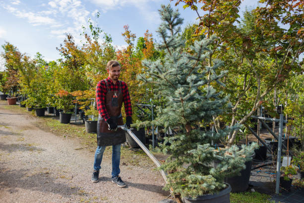Best Tree Mulching  in Rural Hill, TN