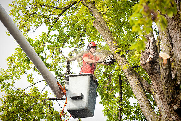 Best Tree and Shrub Care  in Rural Hill, TN