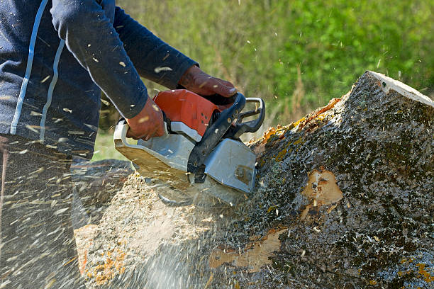 Best Tree Health Inspection  in Rural Hill, TN